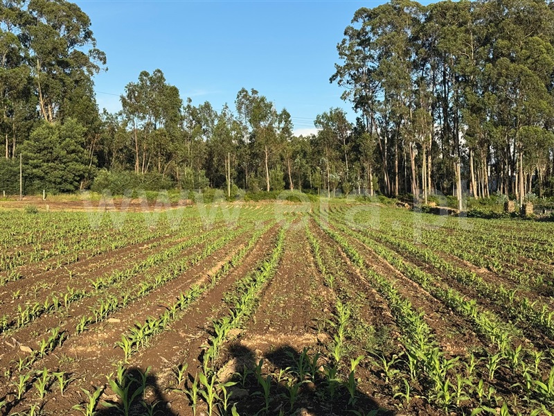 Terreno / Oliveira de Azeméis, Loureiro
