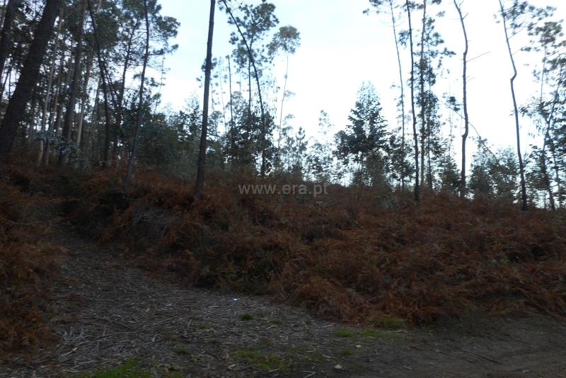 Terreno  Oliveira de Azeméis, Ossela - 777488 - 3