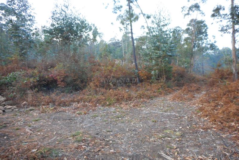 Terreno  Oliveira de Azeméis, Ossela - 777488 - 6