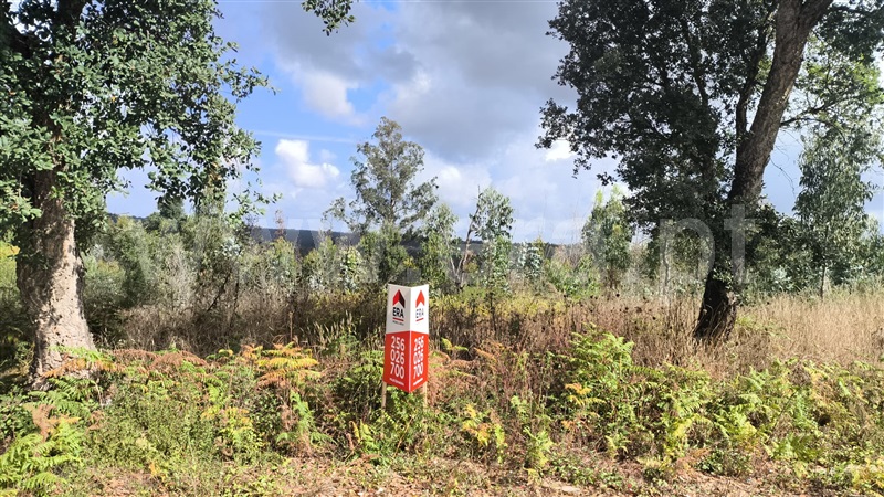 Terreno / Oliveira de Azeméis, Pinheiro da Bemposta, Travanca e Palmaz
