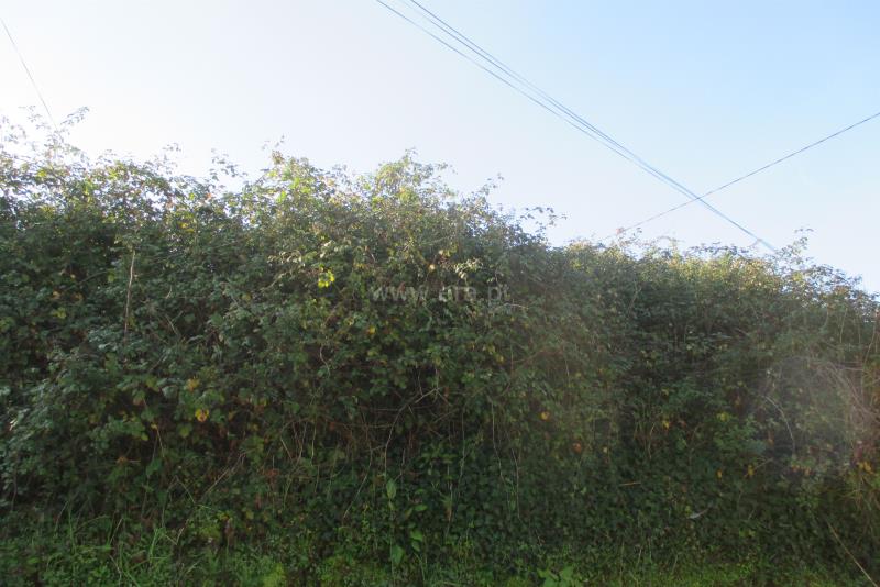 Terreno / Oliveira de Azeméis, Pinheiro da Bemposta, Travanca e Palmaz