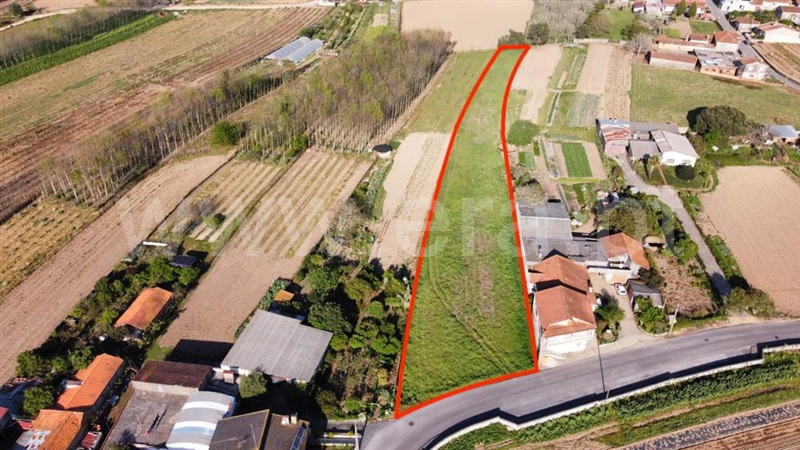 Terreno / Oliveira do Bairro, Bustos, Troviscal e Mamarrosa