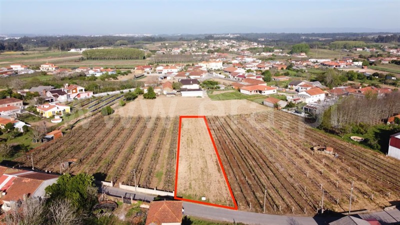Terreno / Oliveira do Bairro, Bustos, Troviscal e Mamarrosa