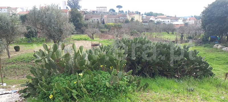 Terreno  Oliveira do Hospital, Lagares - 1384503 - 12