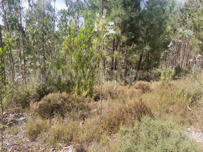 Terreno  Ourém, Espite - 1193266 - 9