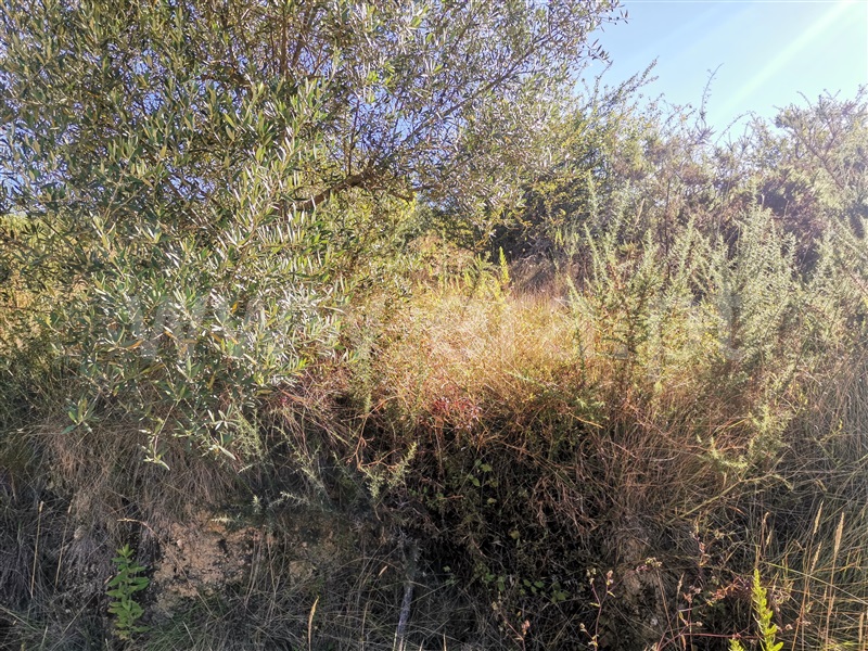 Terreno  Ourém, Espite - 1193266 - 8