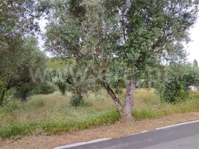 Terreno / Ourém, Freixianda, Ribeira do Fárrio e Formigais
