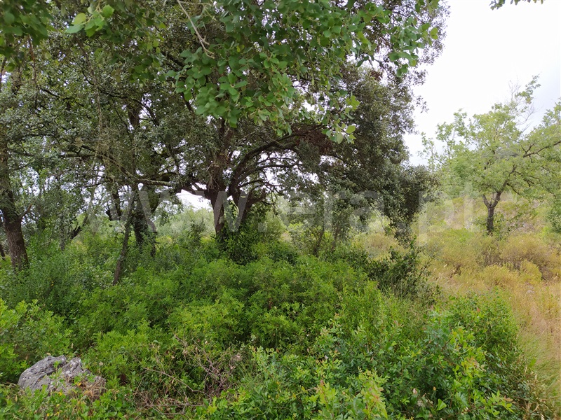 Terreno  Ourém, Freixianda, Ribeira do Fárrio e Formigais - 1095573 - 2