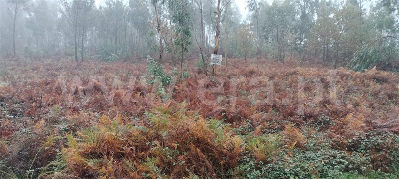 Terreno / Paços de Ferreira, Penamaior