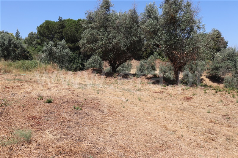Terreno para Construção  Abrantes, Abrantes (São Vicente e São João) e Alferrarede - 1484630 - 2
