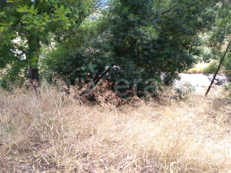 Terreno para Construção  Abrantes, Carocho - 1183561 - 2