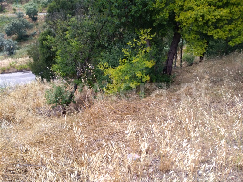 Terreno para Construção  Abrantes, Carocho - 1183561 - 3