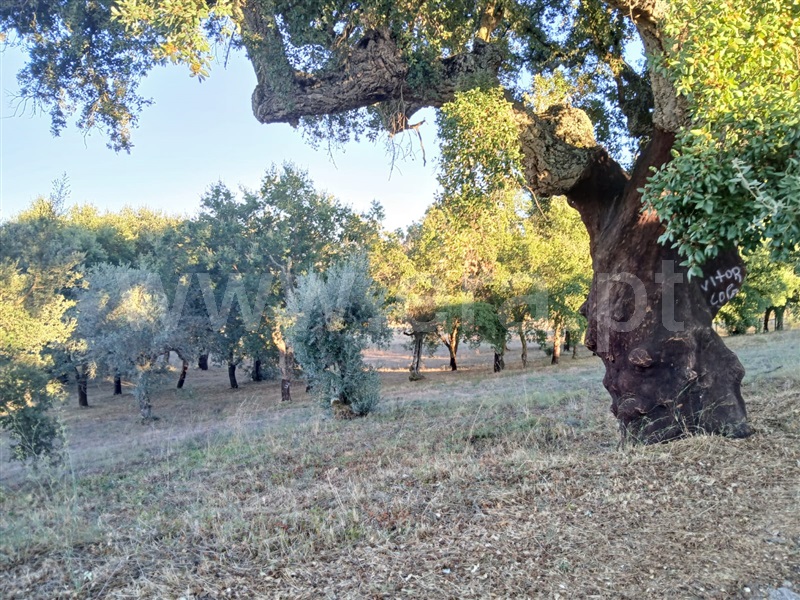 Terreno para Construção / Abrantes, Portela