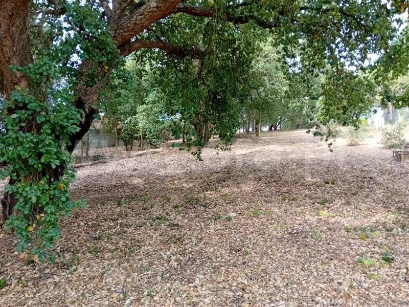 Terreno para Construção  Abrantes, São Lourenço - 1259822 - 4