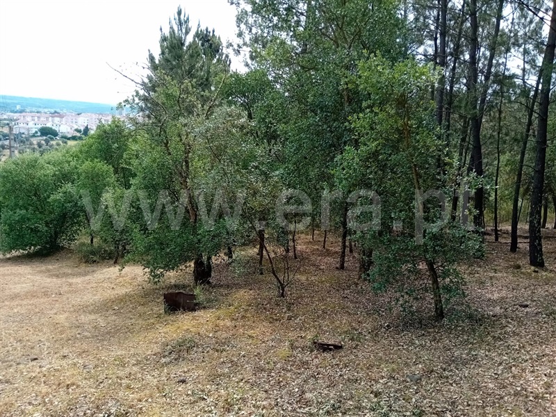 Terreno para Construção  Abrantes, São Lourenço - 1259822 - 5