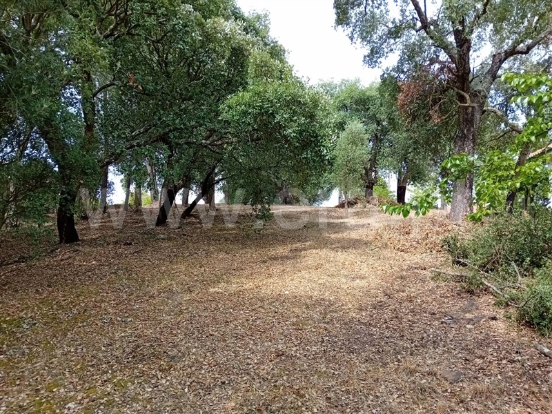 Terreno para Construção  Abrantes, São Lourenço - 1259822 - 6