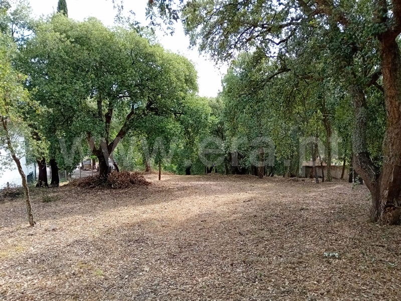 Terreno para Construção  Abrantes, São Lourenço - 1259822 - 7