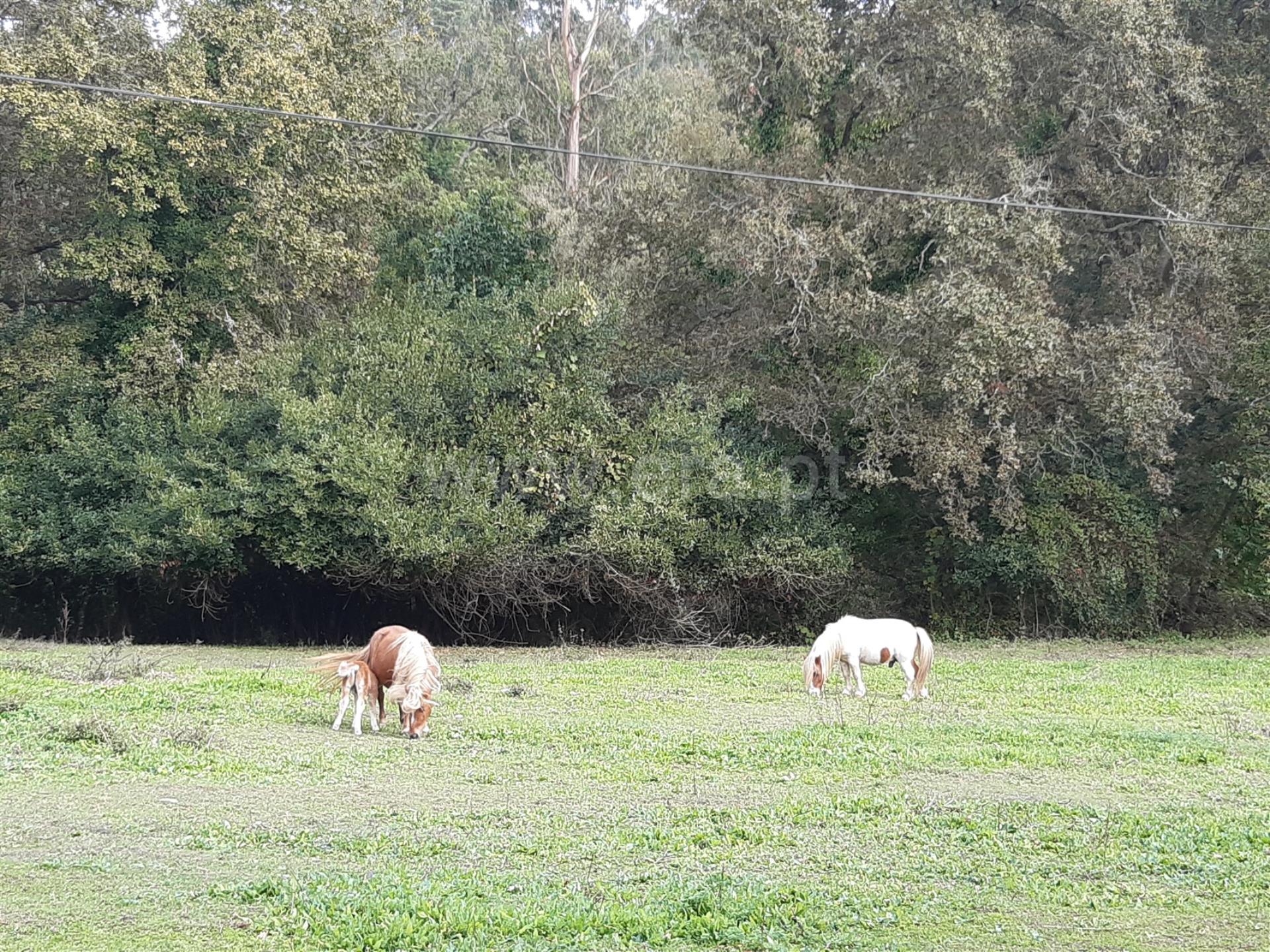 Land for sale in Albergaria-a-Velha, Portugal — €108,000