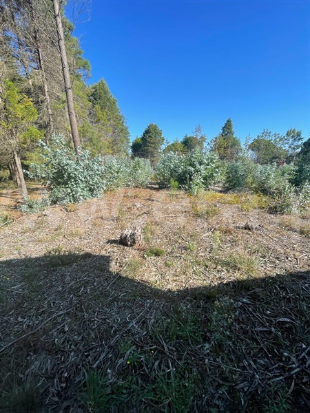 Terreno para Construção / Albergaria-a-Velha, Frias