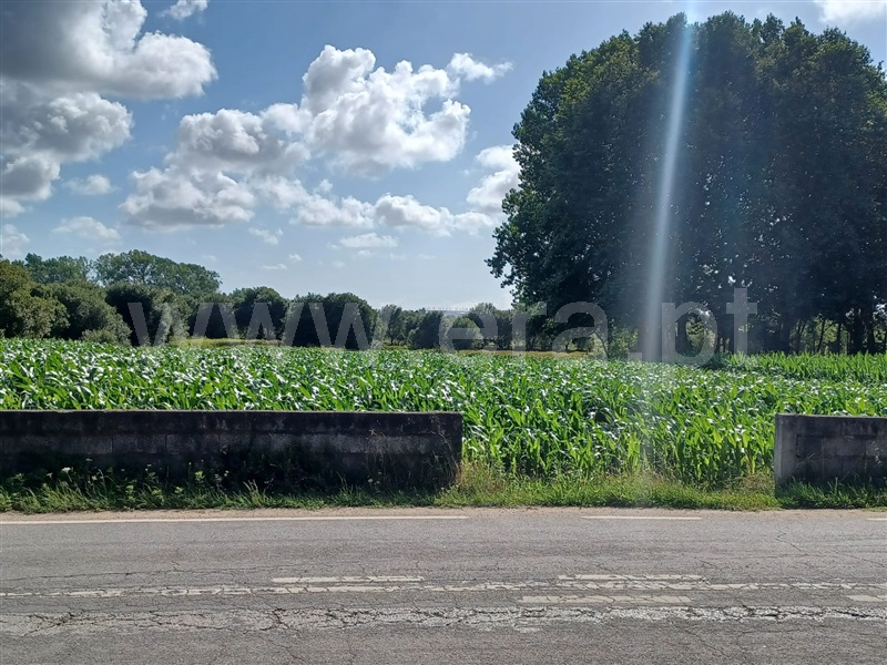 Terreno para Construção  Albergaria-a-Velha, São João de Loure e Frossos - 1248333 - 21