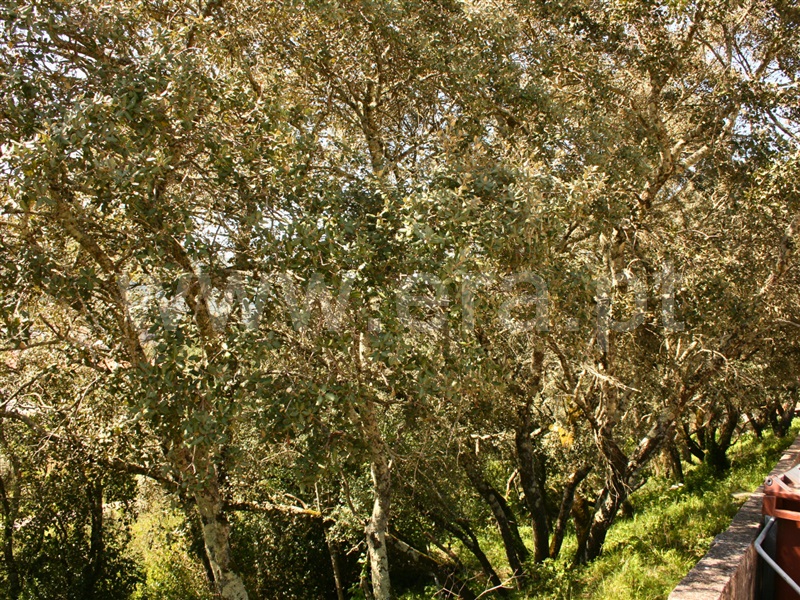 Terreno para Construção  Alcanena, Minde - 1474310 - 9