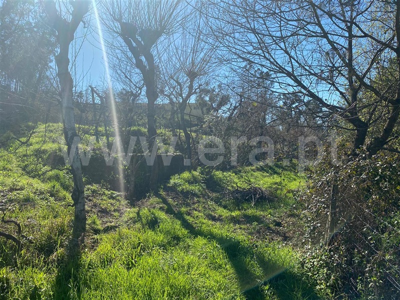 Terreno para Construção  Amarante, Amarante (São Gonçalo), Madalena, Cepelos e Gatão - 1079680 - 3