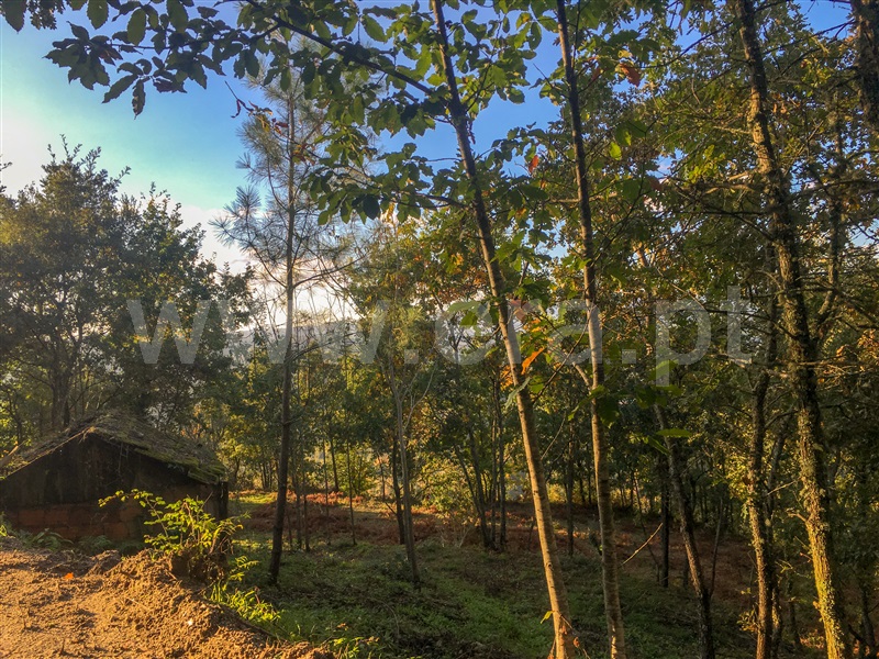 Terreno para Construção  Amarante, Vila Chã do Marão - 1291618 - 5