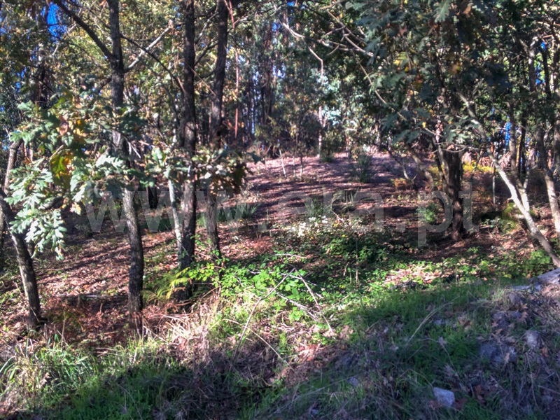 Terreno para Construção  Amarante, Vila Chã do Marão - 1291618 - 8