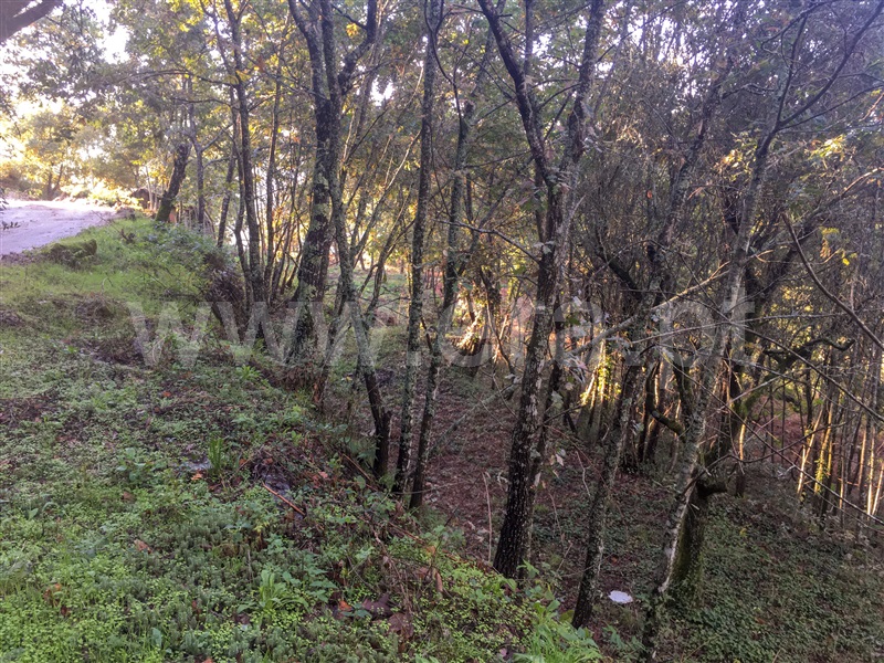 Terreno para Construção  Amarante, Vila Chã do Marão - 1291618 - 9