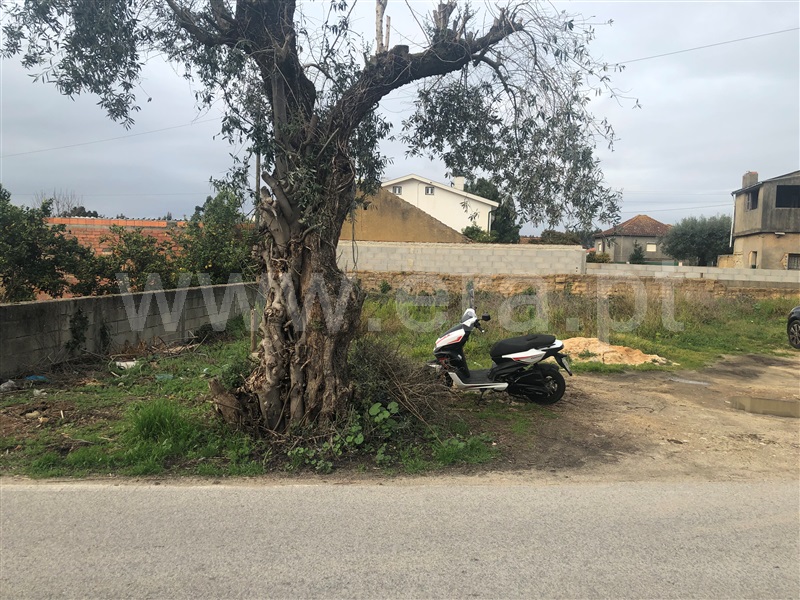 Terreno para Construção  Anadia, São Lourenço do Bairro - 1307666 - 11