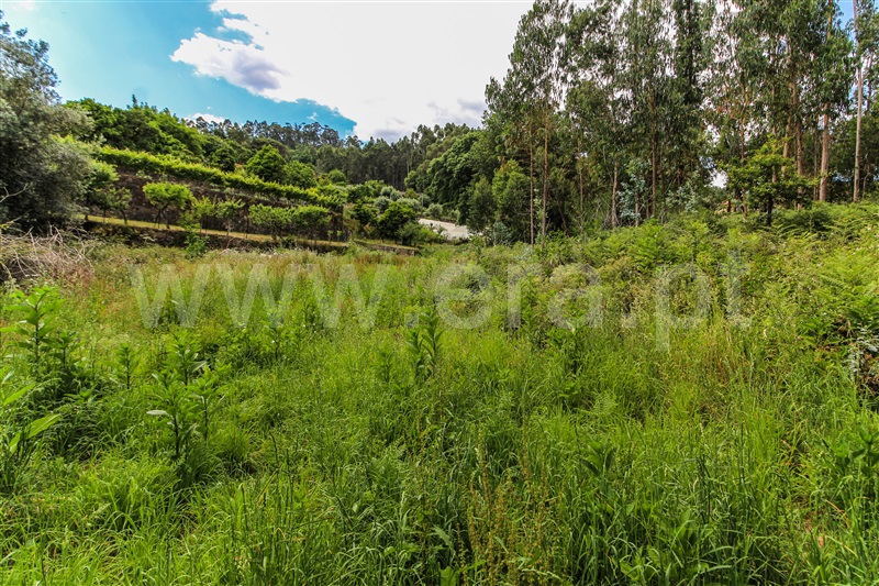 Terreno para Construção  Barcelos, Alvito (São Pedro e São Martinho) e Couto - 1323115 - 8