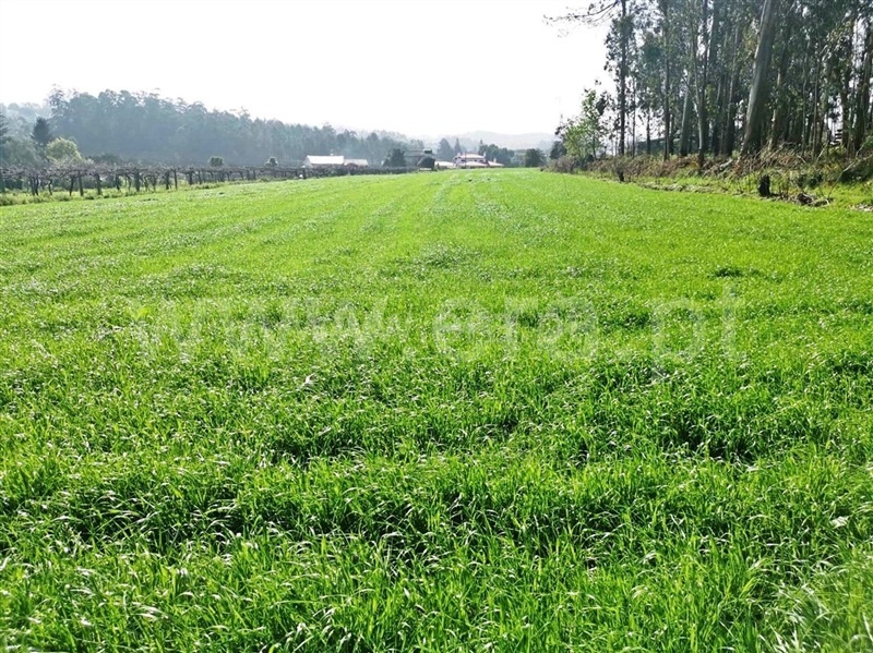 Terreno para Construção  Barcelos, Chorente, Góios, Courel, Pedra Furada e Gueral - 1314120 - 2