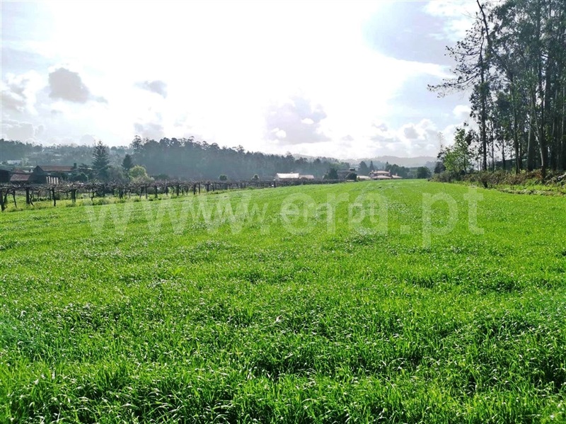 Terreno para Construção  Barcelos, Chorente, Góios, Courel, Pedra Furada e Gueral - 1314120 - 3