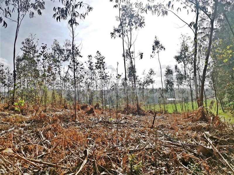 Terreno para Construção  Barcelos, Chorente, Góios, Courel, Pedra Furada e Gueral - 1314120 - 12