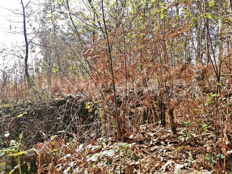 Terreno para Construção  Barcelos, Chorente, Góios, Courel, Pedra Furada e Gueral - 1314120 - 13