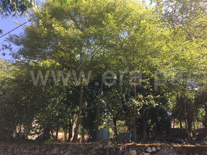 Terreno para Construção  Barcelos, Creixomil e Mariz - 1377805 - 5