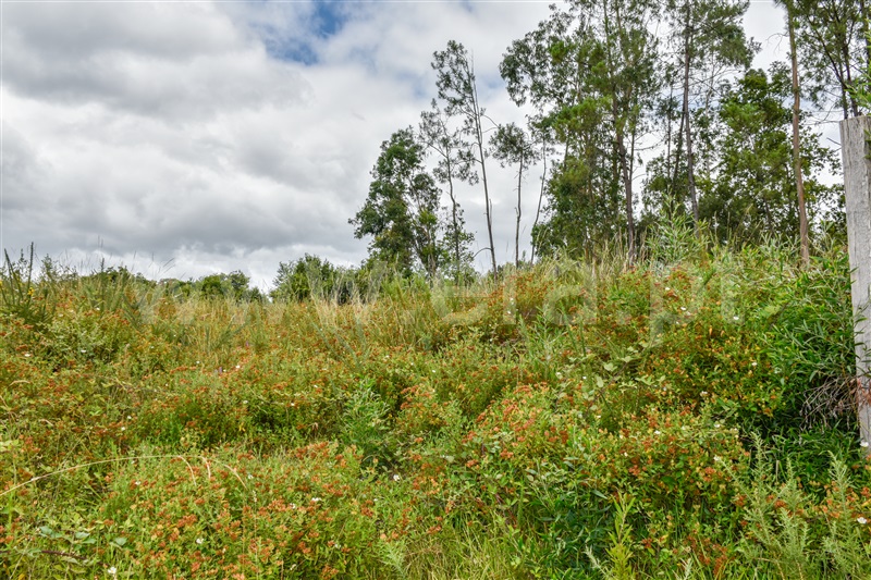 Terreno para Construção  Barcelos, Durrães e Tregosa - 1342180 - 5