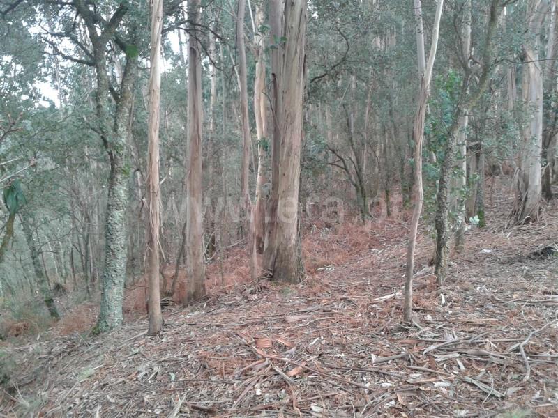 Terreno para Construção  Barcelos, Durrães e Tregosa - 624304 - 4