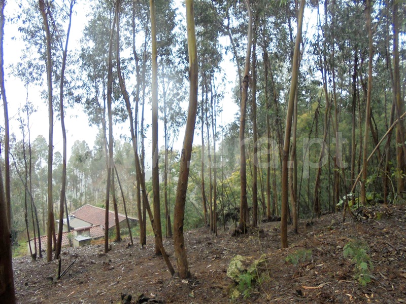 Terreno para Construção  Barcelos, Durrães e Tregosa - 894267 - 3