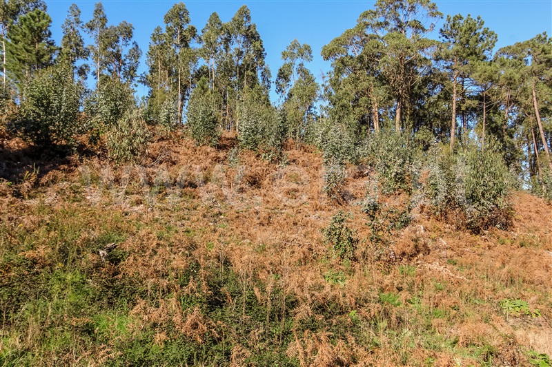 Terreno para Construção  Barcelos, Fragoso - 1379918 - 3
