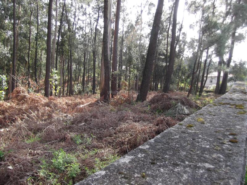 Terreno para Construção  Barcelos, Fragoso - 800704 - 5