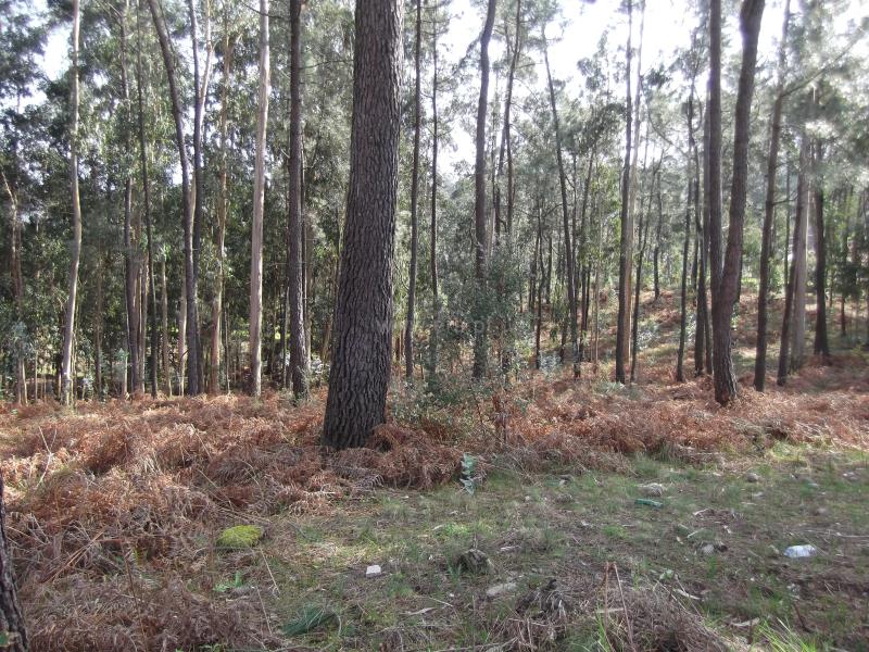 Terreno para Construção  Barcelos, Fragoso - 800704 - 7