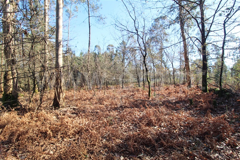 Terreno para Construção  Barcelos, Galegos (Santa Maria) - 1301512 - 5
