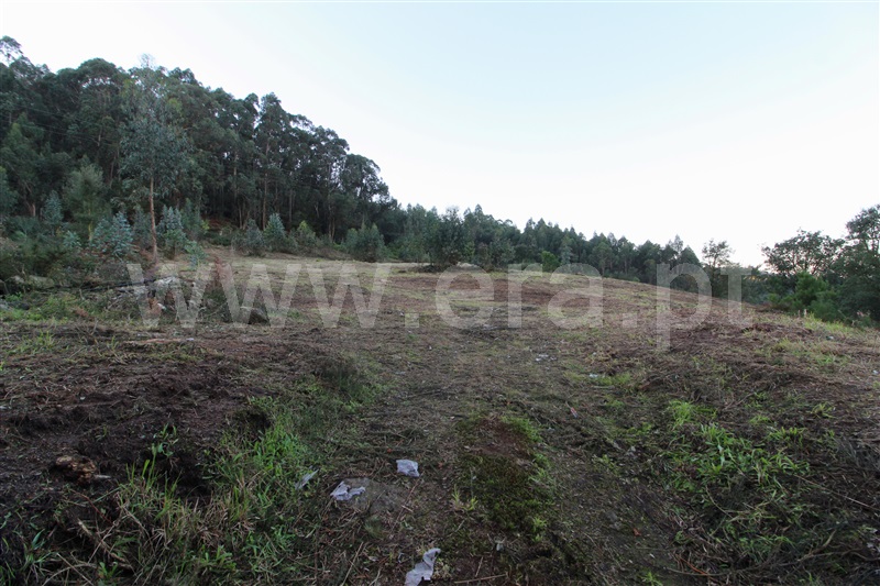 Terreno para Construção / Barcelos, Pereira