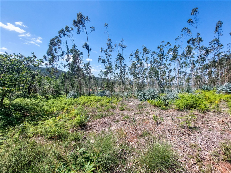 Terreno para Construção / Barcelos, Pereira