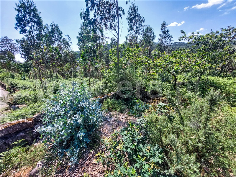 Terreno para Construção  Barcelos, Pereira - 1322675 - 2