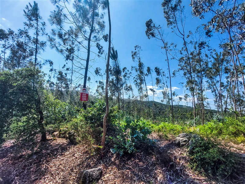 Terreno para Construção  Barcelos, Pereira - 1322675 - 5
