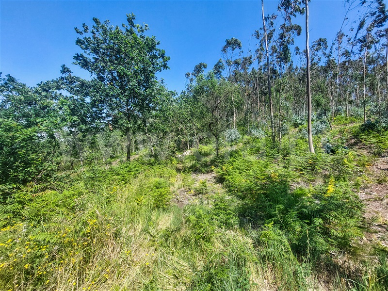 Terreno para Construção  Barcelos, Pereira - 1322675 - 9