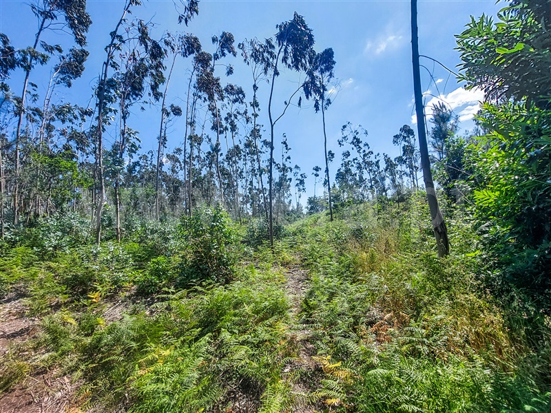 Terreno para Construção  Barcelos, Pereira - 1322675 - 10