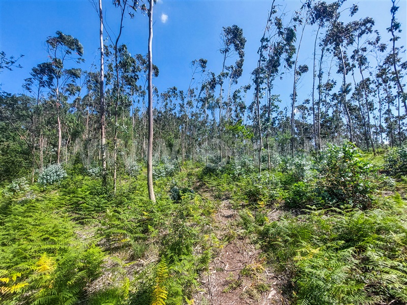 Terreno para Construção  Barcelos, Pereira - 1322675 - 11